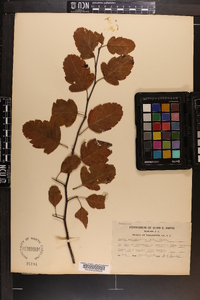 Malus angustifolia image