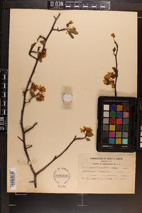 Malus angustifolia image