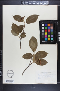 Aronia melanocarpa image