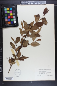 Aronia melanocarpa image