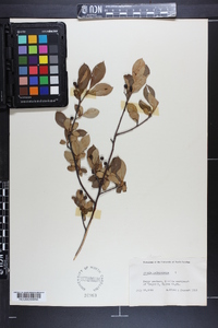 Aronia melanocarpa image