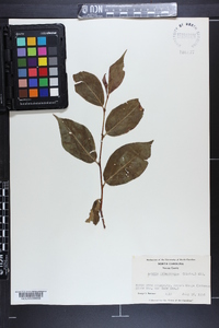 Aronia melanocarpa image