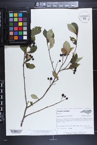 Aronia × prunifolia image