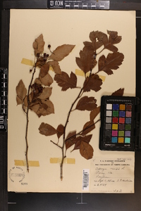 Crataegus viridis image