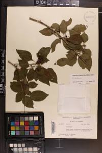 Crataegus viridis image