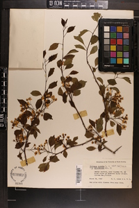 Crataegus viridis image