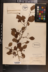 Crataegus viridis image