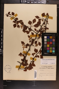 Crataegus viridis image