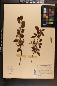 Crataegus viridis image