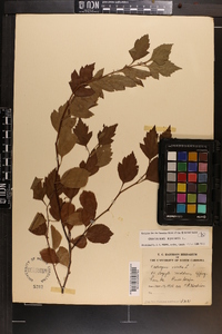 Crataegus viridis image