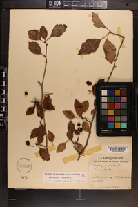 Crataegus viridis image