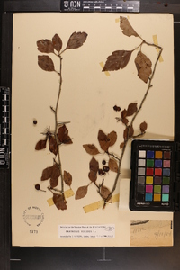 Crataegus viridis image