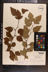 Crataegus viridis image