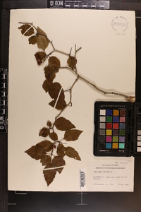 Crataegus viridis image