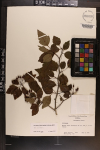Crataegus viridis image