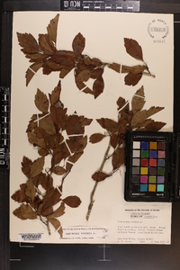 Crataegus viridis image