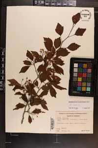 Crataegus viridis image