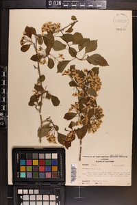 Crataegus viridis image