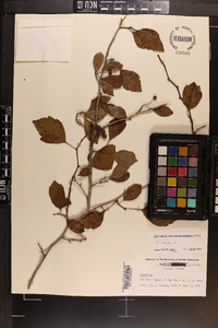 Crataegus viridis image