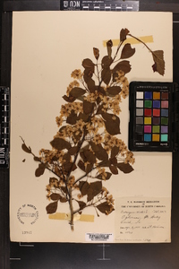 Crataegus viridis image