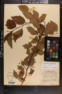 Crataegus viridis image