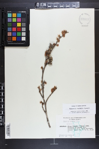 Hamamelis vernalis image