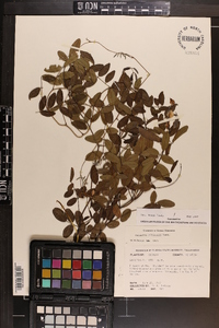 Galactia elliottii image