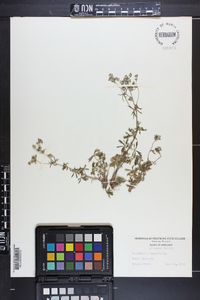 Potentilla argentea image