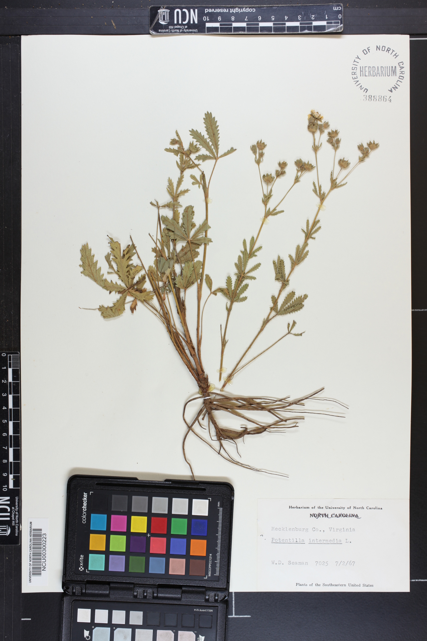 Potentilla intermedia image