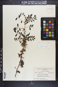 Indigofera suffruticosa image