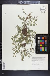 Indigofera suffruticosa image