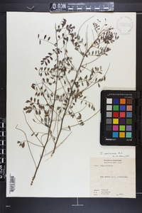 Indigofera caroliniana image