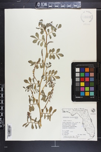 Indigofera spicata image