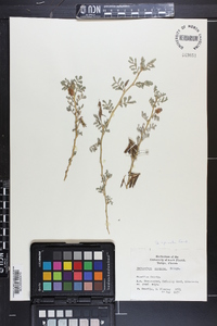 Indigofera spicata image