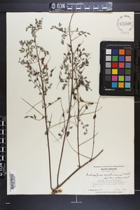 Indigofera caroliniana image