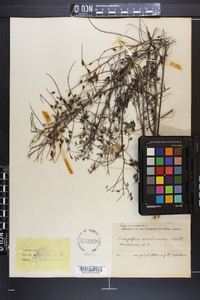 Indigofera caroliniana image