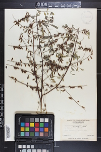 Indigofera caroliniana image