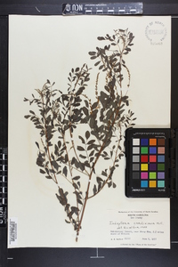 Indigofera caroliniana image