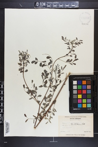 Indigofera caroliniana image