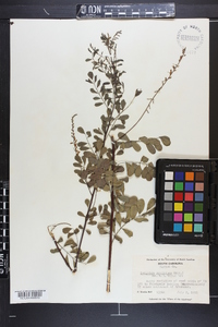 Indigofera caroliniana image