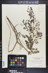 Indigofera caroliniana image