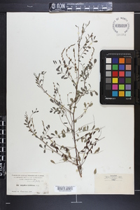 Indigofera caroliniana image