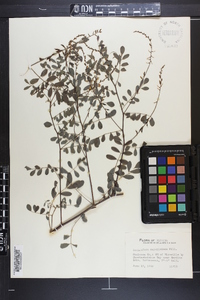 Indigofera caroliniana image