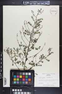 Indigofera caroliniana image