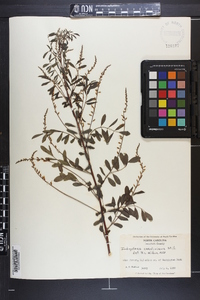 Indigofera caroliniana image