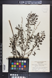 Indigofera caroliniana image