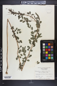 Indigofera caroliniana image