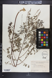 Indigofera caroliniana image