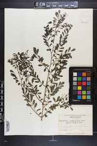 Indigofera caroliniana image