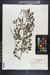 Indigofera caroliniana image